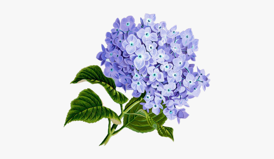 Flower Purple Plan Transparent Png Images - Transparent Hydrangea Flower Png, Transparent Clipart