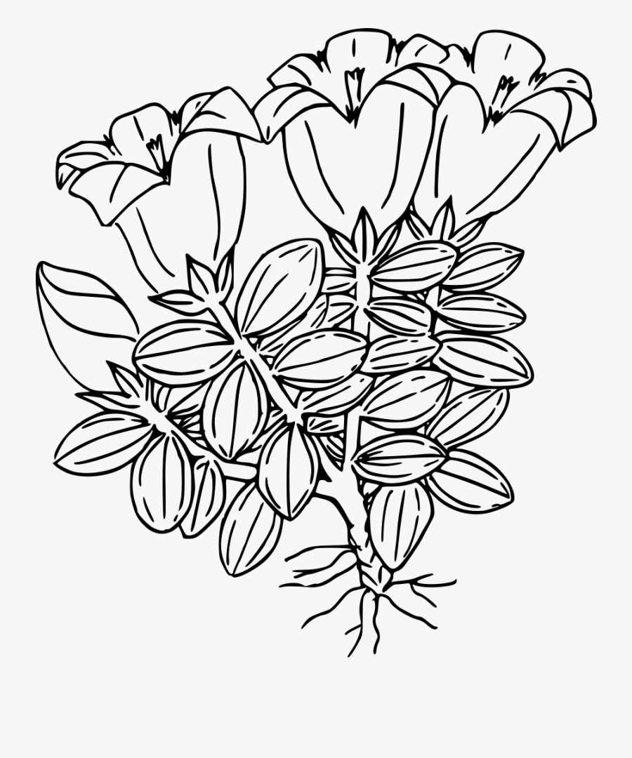 Symmetry,monochrome Photography,petal - Gentian Flower Black And White, Transparent Clipart