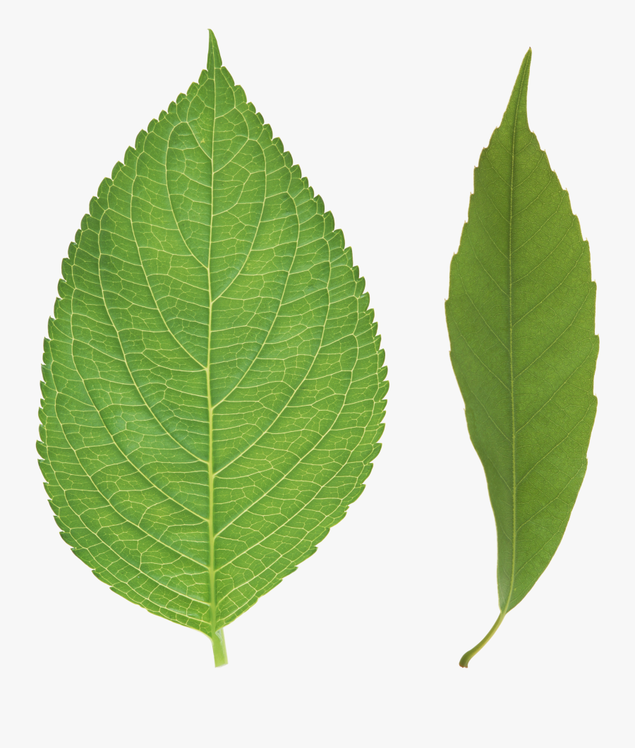 Green Leaf Png - Leave Png, Transparent Clipart