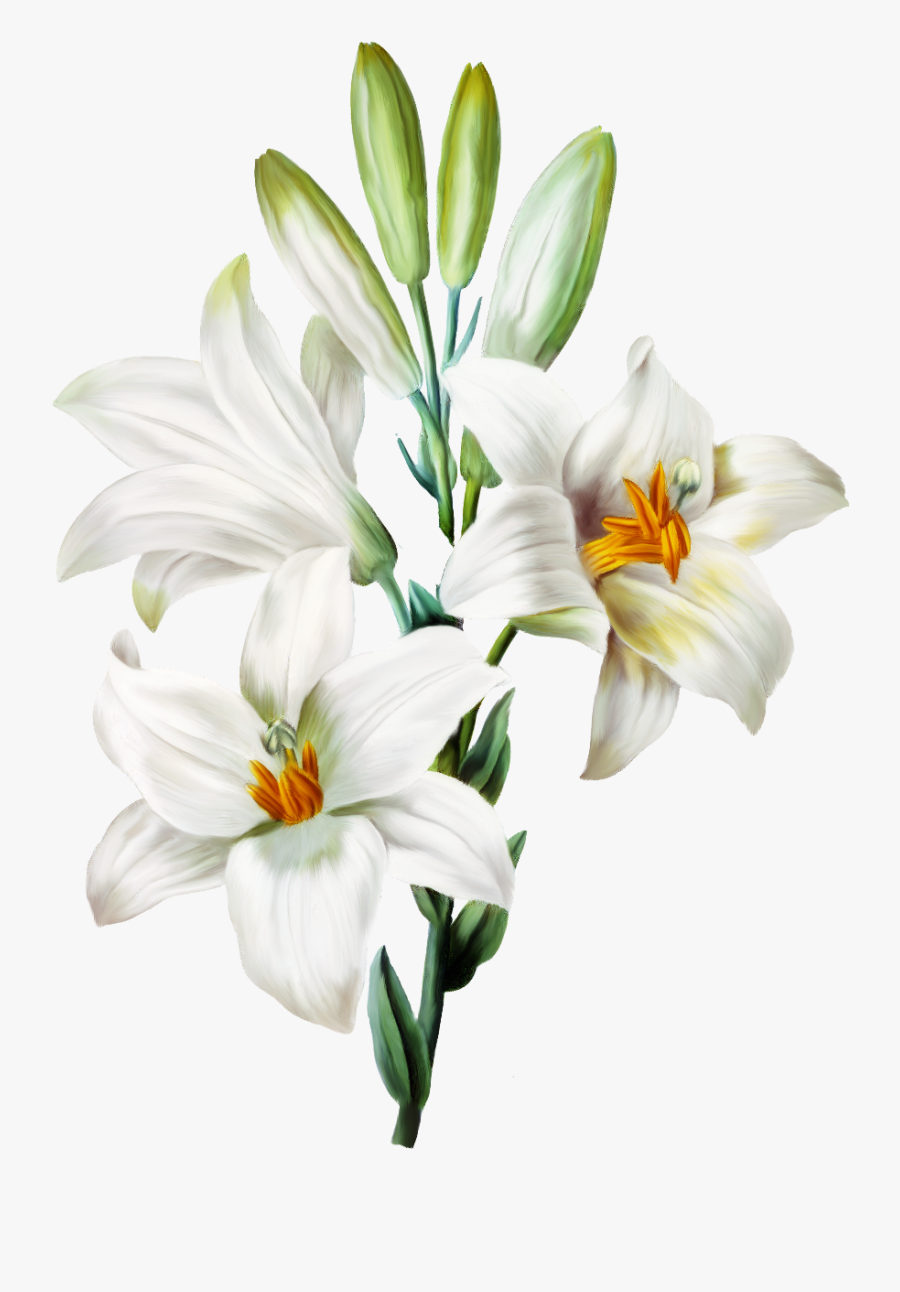 Transparent White Lily Png - Flores Lili Png, Transparent Clipart