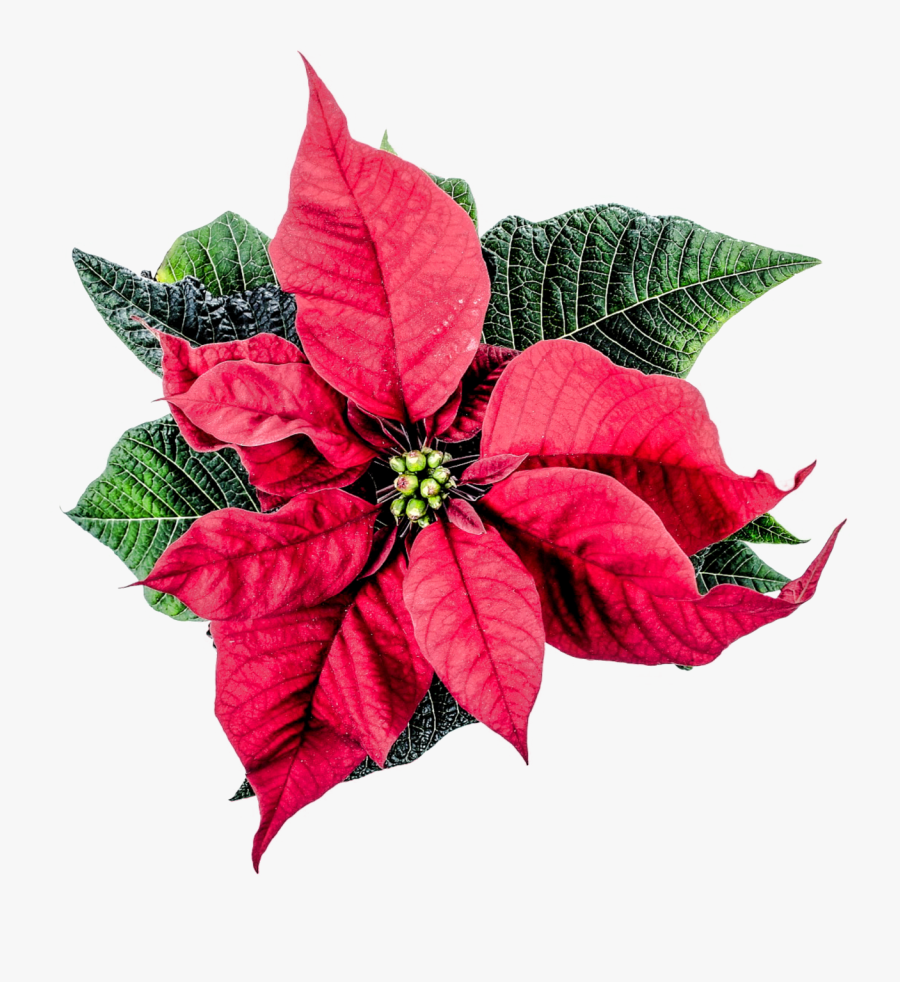 Thoranam Images Png - Poinsettia Png, Transparent Clipart