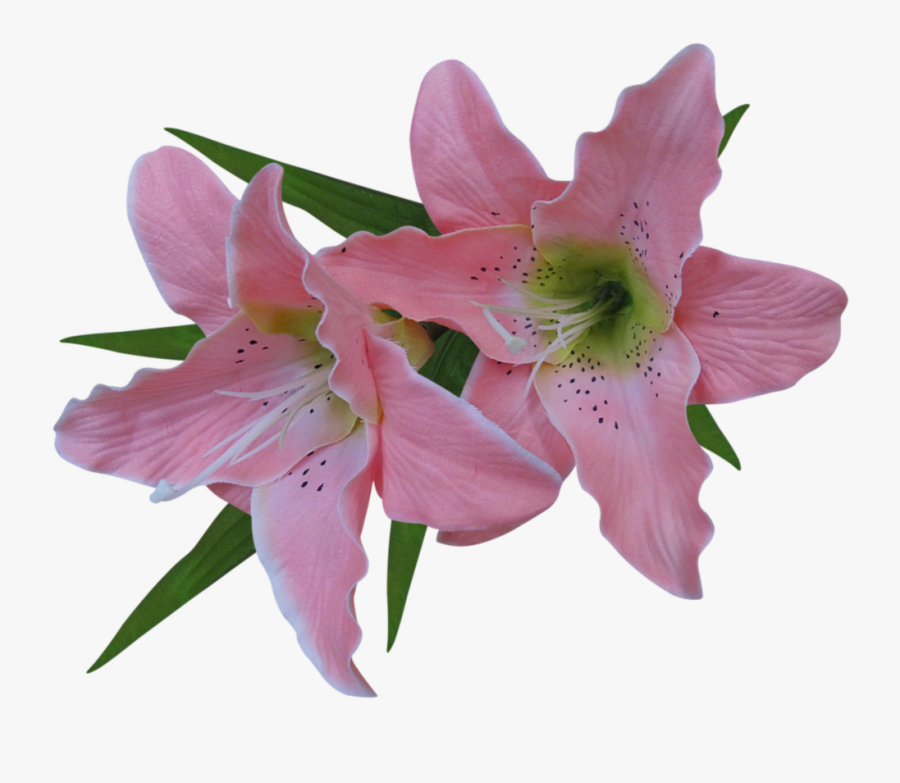 Transparent Easter Lily Png - Lily Flower No Background, Transparent Clipart