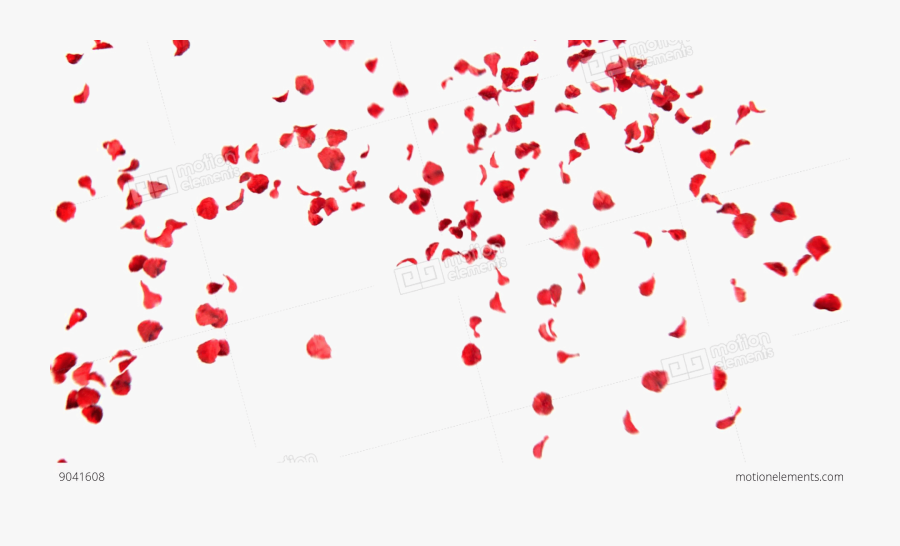 Featured image of post Rose With Petals Falling Clipart : There is no psd format for rose petals transparent png, rose petals falling.