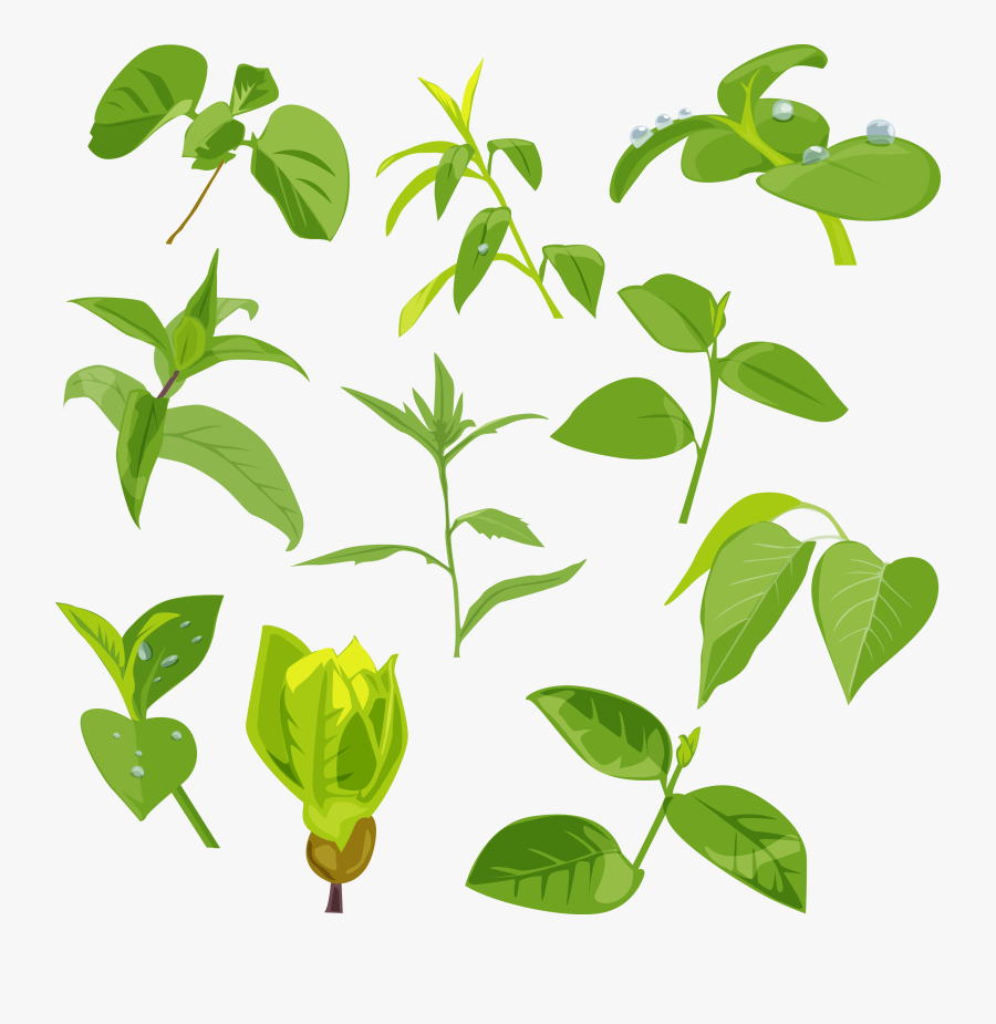 Green Leaves Picture Png - Зеленые Листики Png, Transparent Clipart
