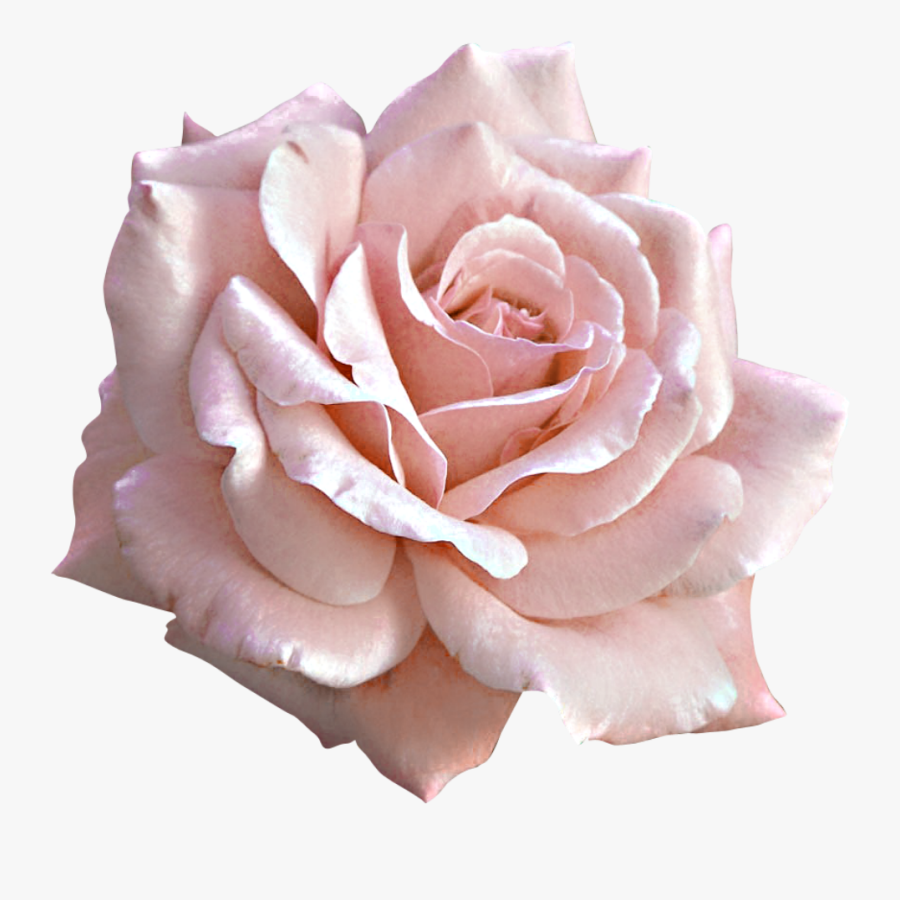 Pink Flower Png - Pink Rose Png Transparent, Transparent Clipart