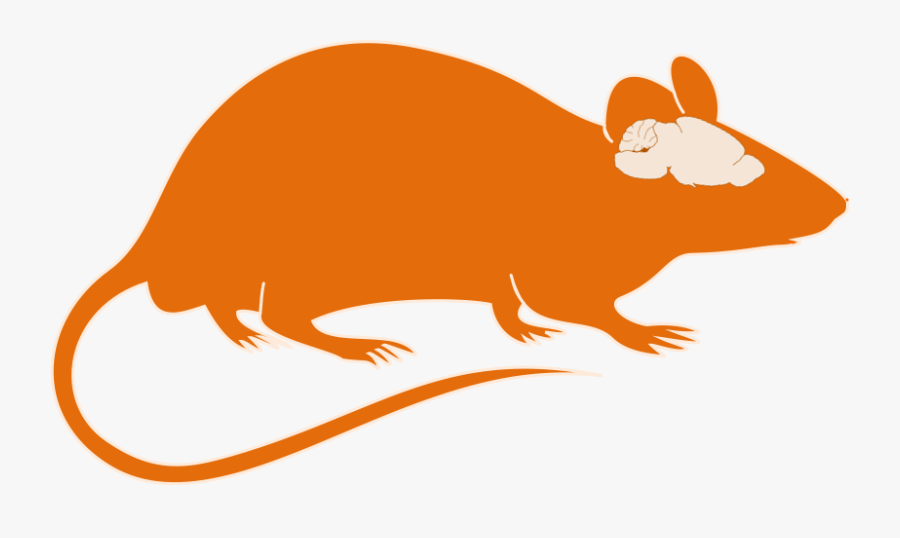 Animal Models Title Brain - Mouse Brain Clipart, Transparent Clipart
