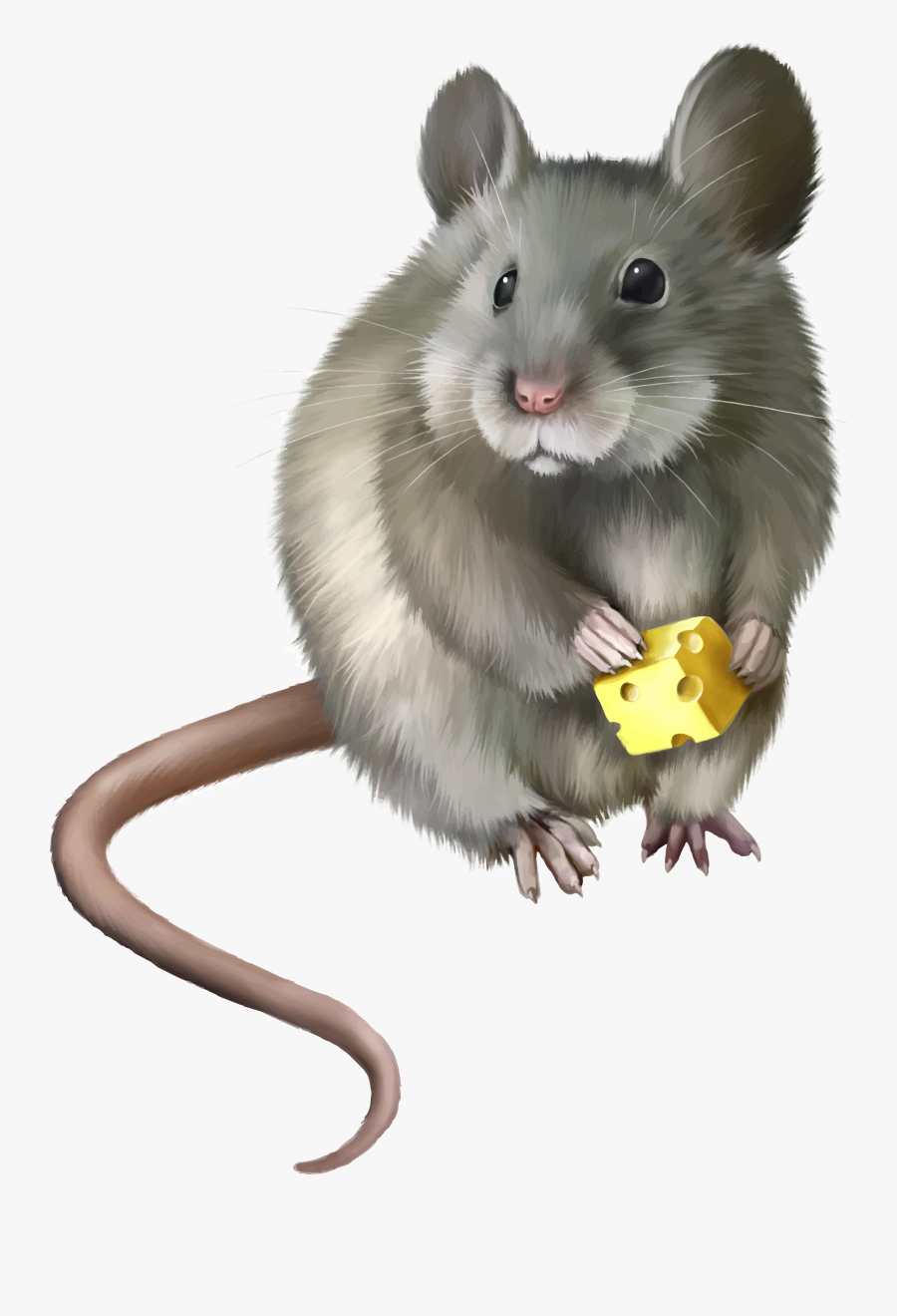 Mouse Animal Png - Мышь Пнг, Transparent Clipart