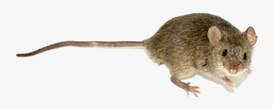 House Rat, Transparent Clipart