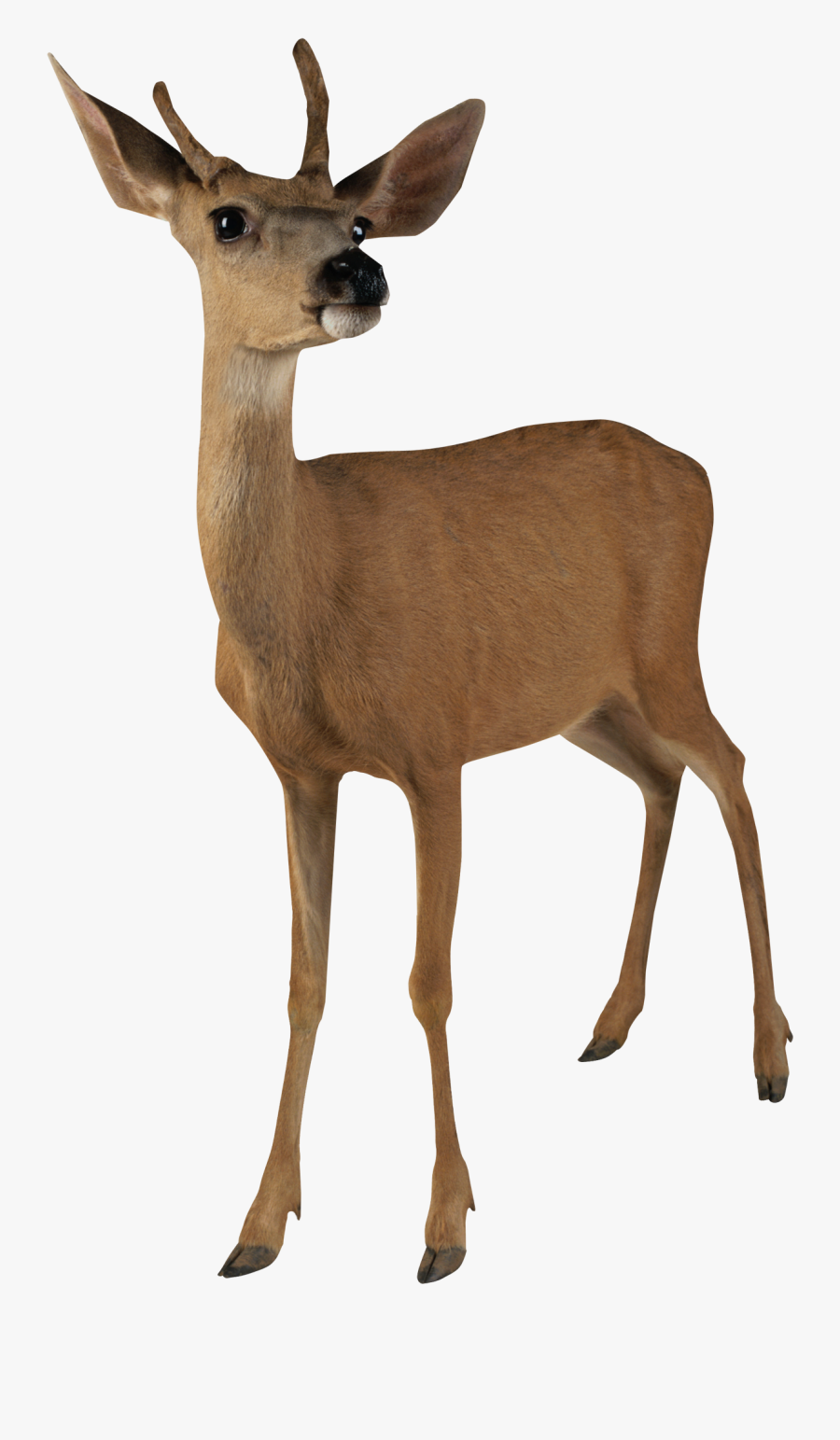 Pin Buck Clipart Transparent - Deer Transparent, Transparent Clipart