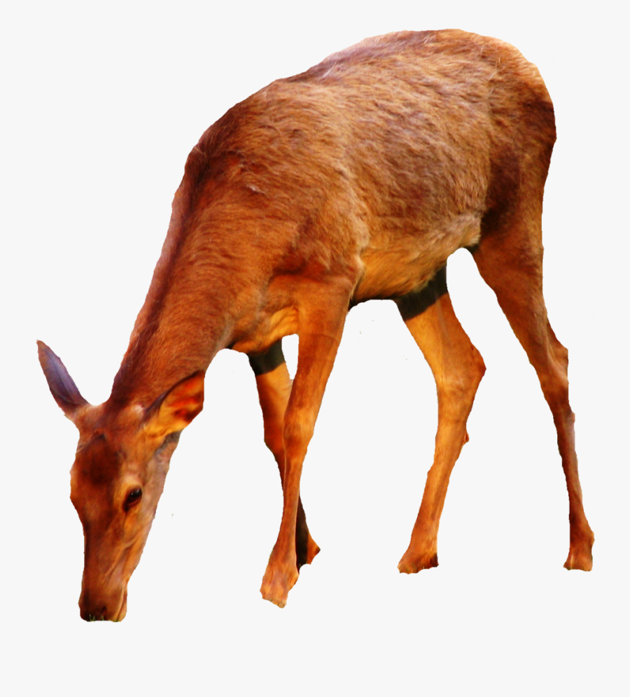 Buck Clipart Hiran - Doe Deer Png, Transparent Clipart