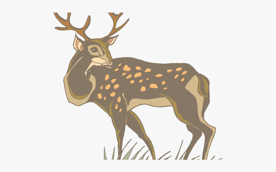 Deer, Transparent Clipart