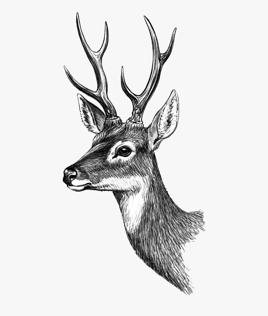 Tattoo Classical Painted Sticker Deer Phan Paper Clipart - 鹿 手繪, Transparent Clipart