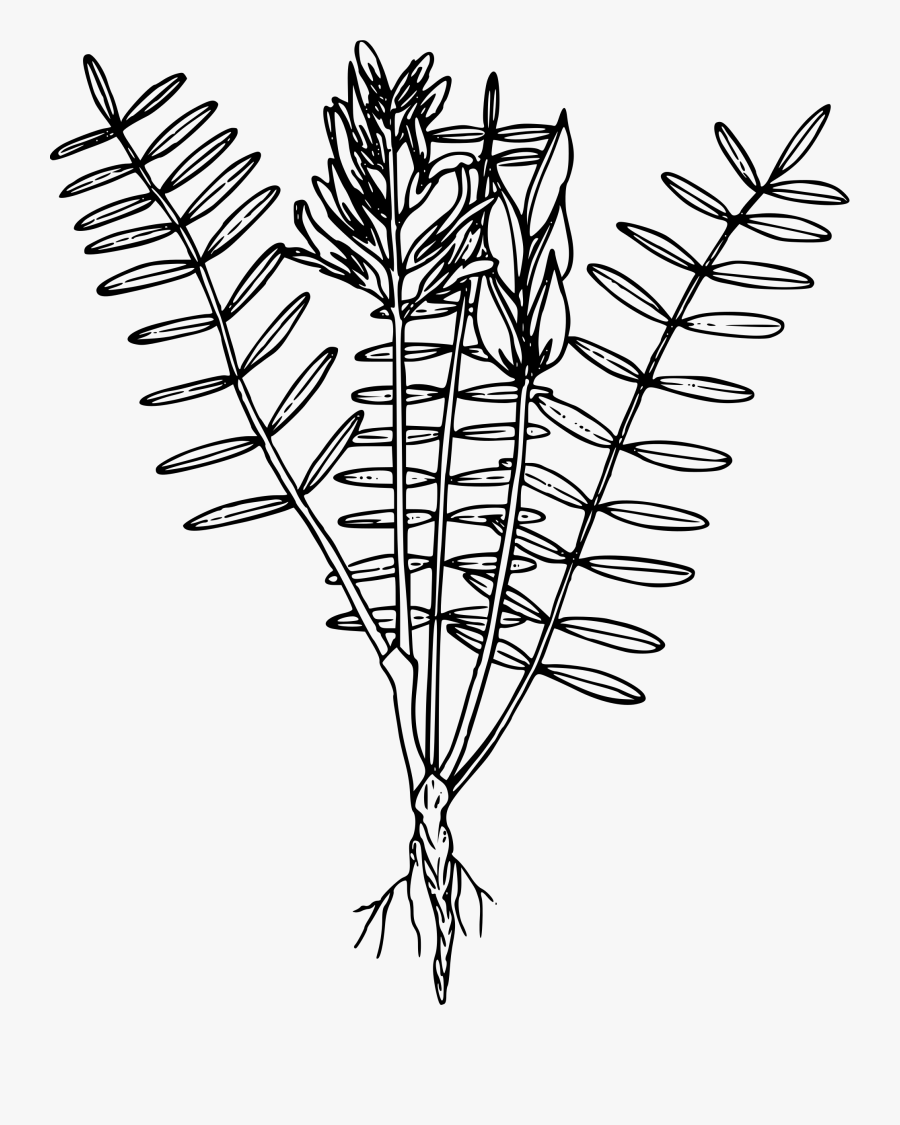 Blue Mountain Loco Weed - Weeds Coloring Pages, Transparent Clipart