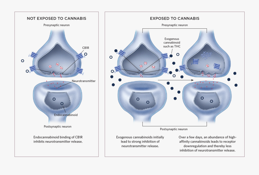 Cannabis Exposure In Utero, Transparent Clipart