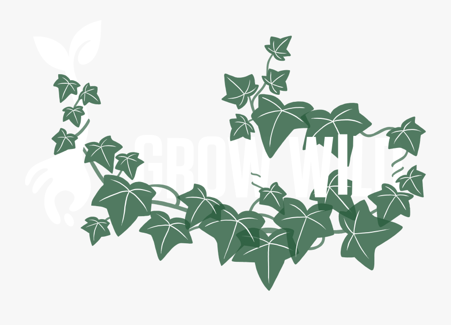 Ivy, Transparent Clipart
