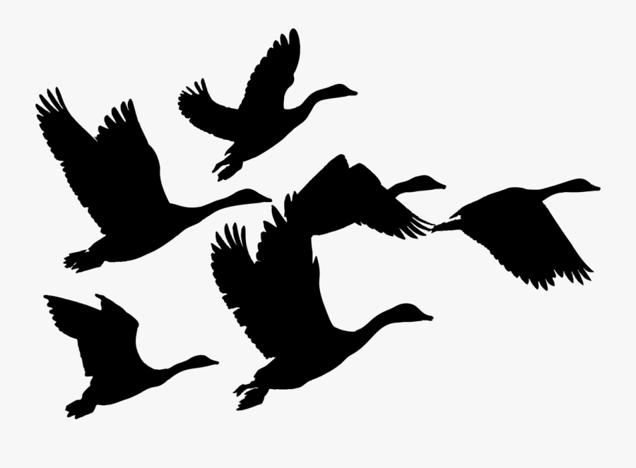 Frames Illustrations Hd Images - Geese Flying Clip Art, Transparent Clipart