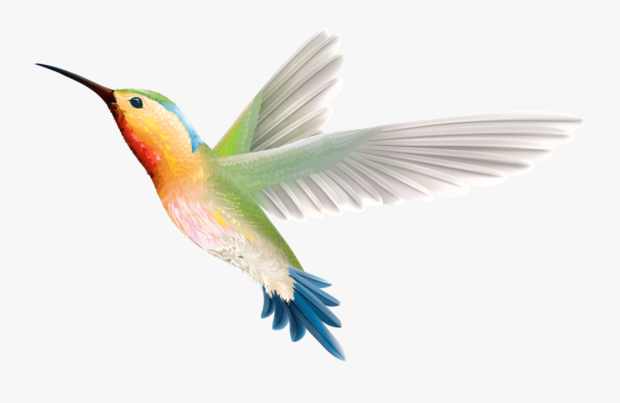 Hummingbird Realistic Illustrations Of Animals Plants - Transparent Background Hummingbird Png, Transparent Clipart
