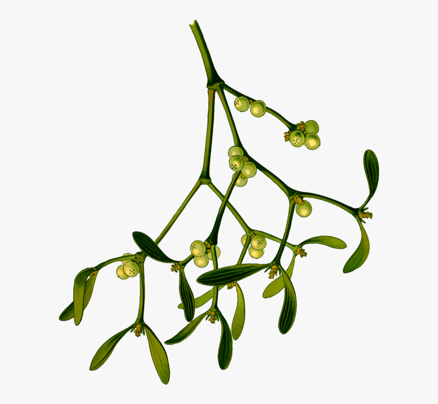 Plant,flora,leaf - Mistletoe Png, Transparent Clipart