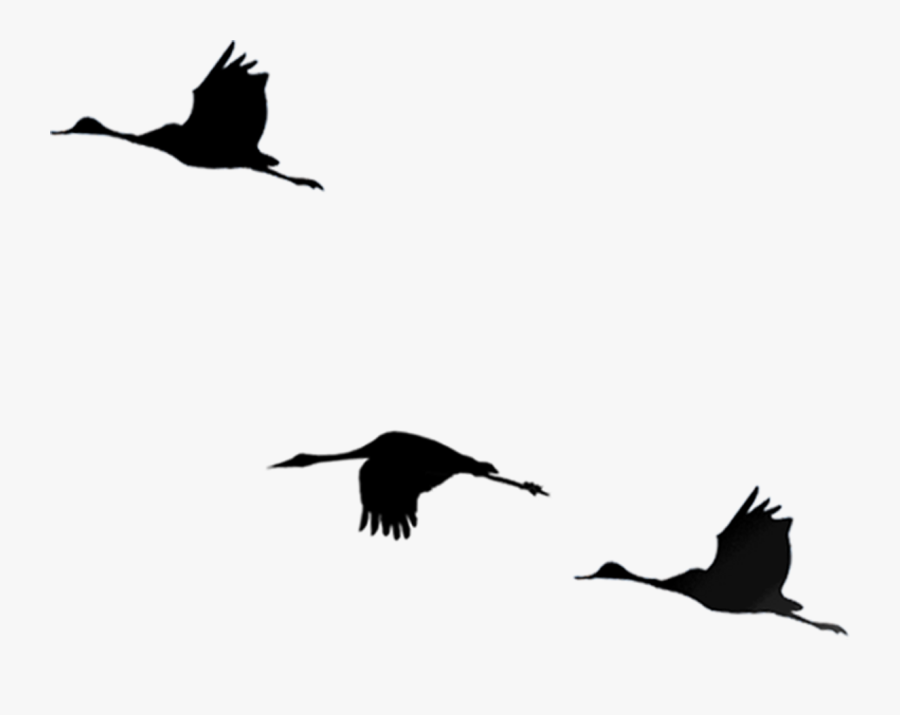 Bird Flight Cygnini - Silhueta Pássaros Png, Transparent Clipart