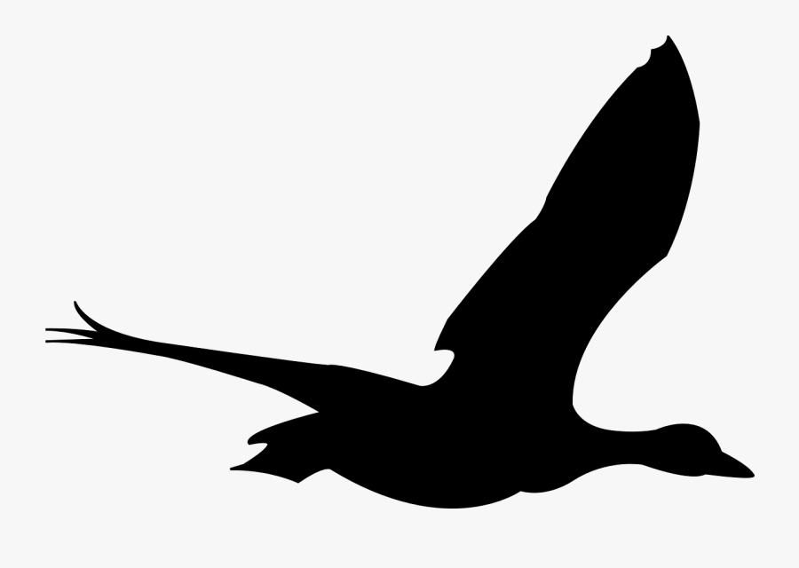 Duck Bird Flying - Bird Flying Gif Png, Transparent Clipart