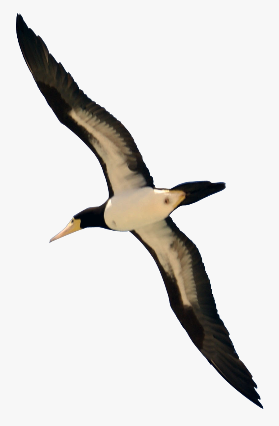 Flying Bird Png - Real Flying Bird Png, Transparent Clipart