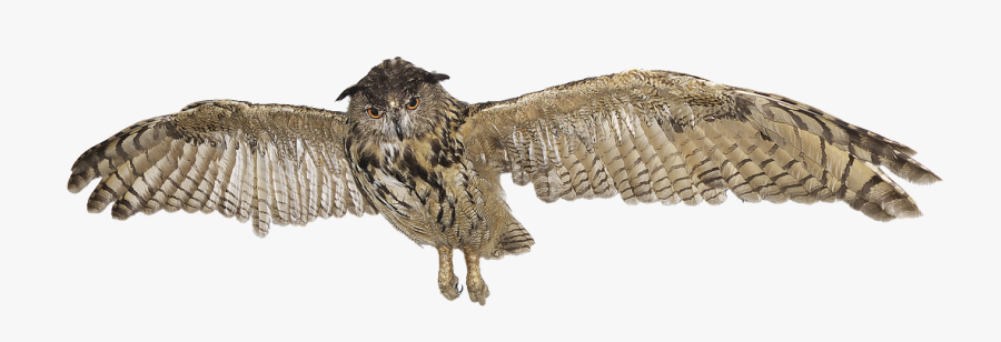 Transparent Owl Clipart - Great Horned Owl White Background, Transparent Clipart