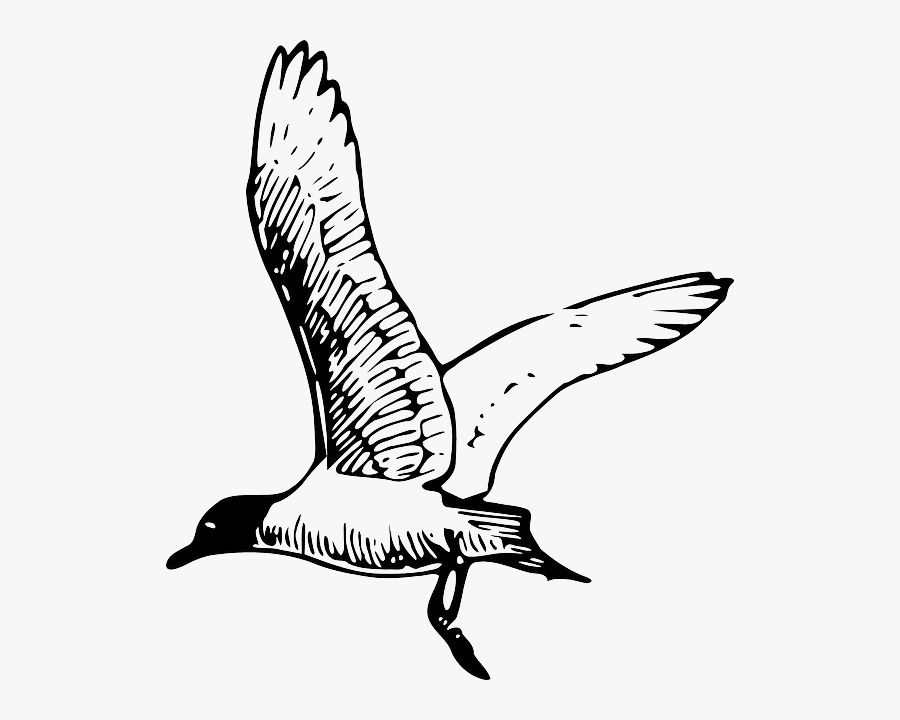 Seagull Outline, Transparent Clipart