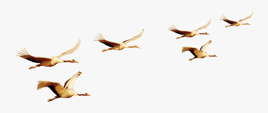 Bird Flight Bird Flight Euclidean Vector - Flock, Transparent Clipart