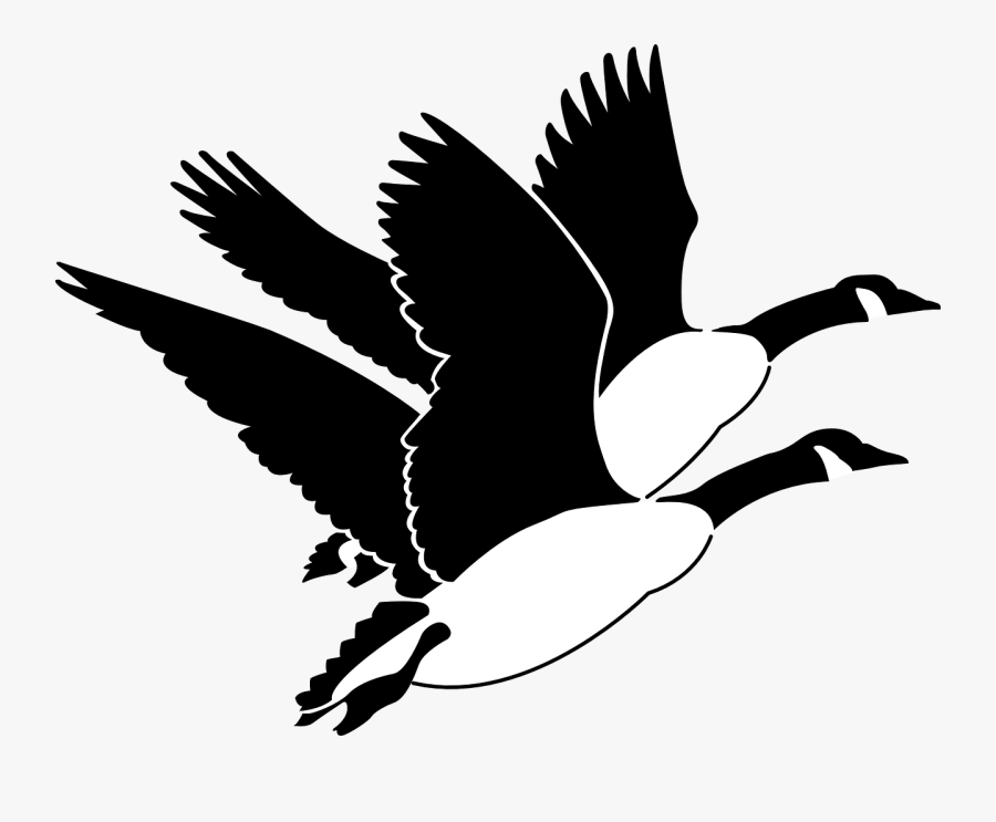 Geese, Birds, Flying, Wings, Fly, Canadian, Sky - Canada Goose Clipart Black And White, Transparent Clipart