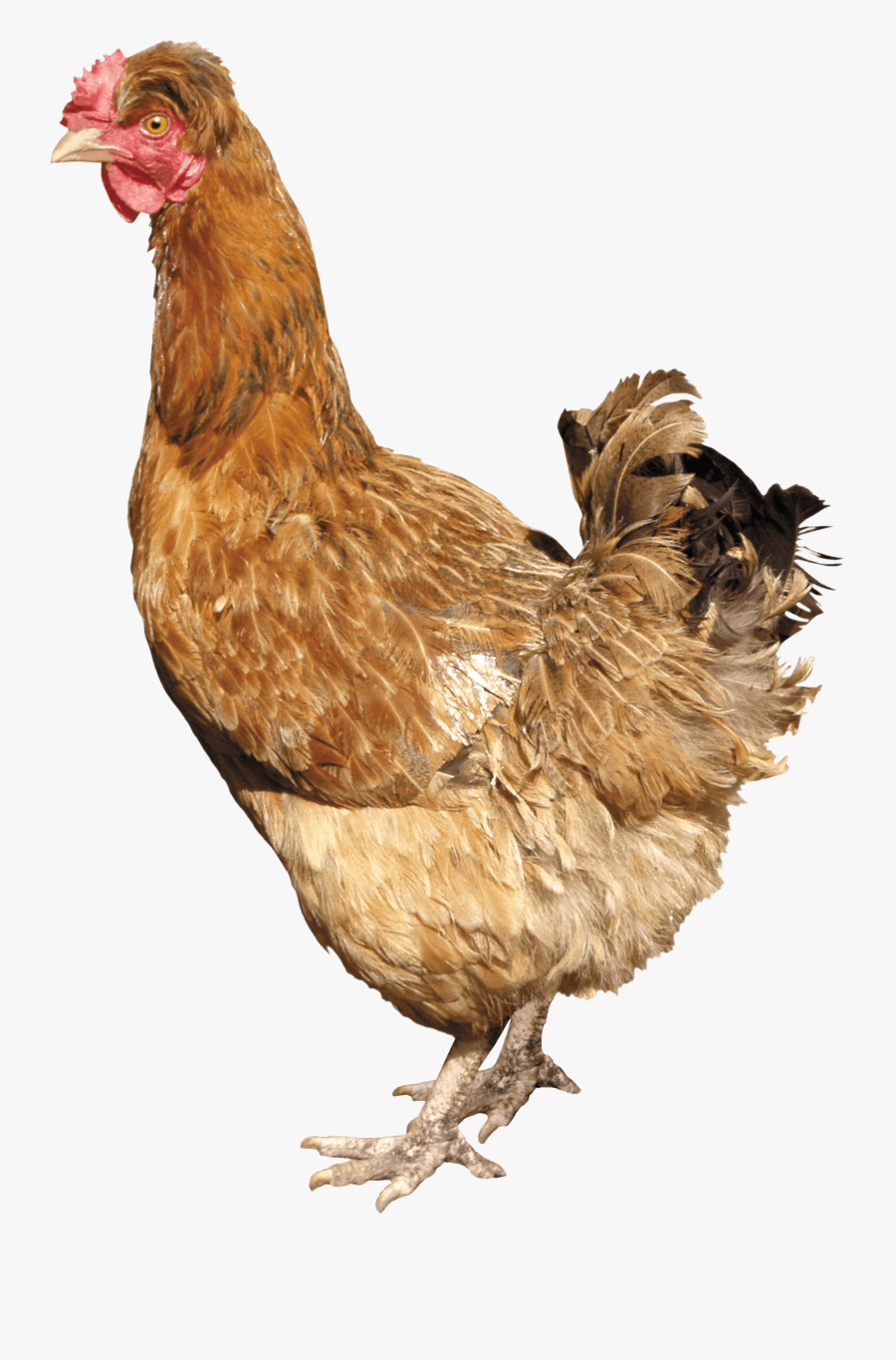 Download Chicken Png Image Png Image Pngimg - Chickens .png, Transparent Clipart