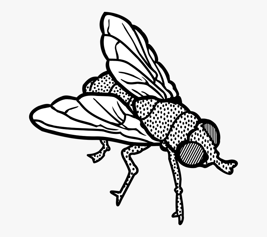 Transparent Flies Png - Fly Clipart Black And White, Transparent Clipart
