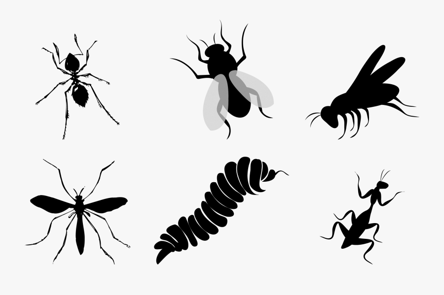 Flies Clipart Insect Wing - Insect Fly Silhouette, Transparent Clipart