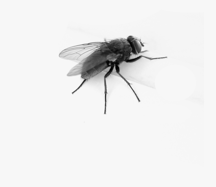 Fly Png Image - Transparent Background Fly Gif, Transparent Clipart