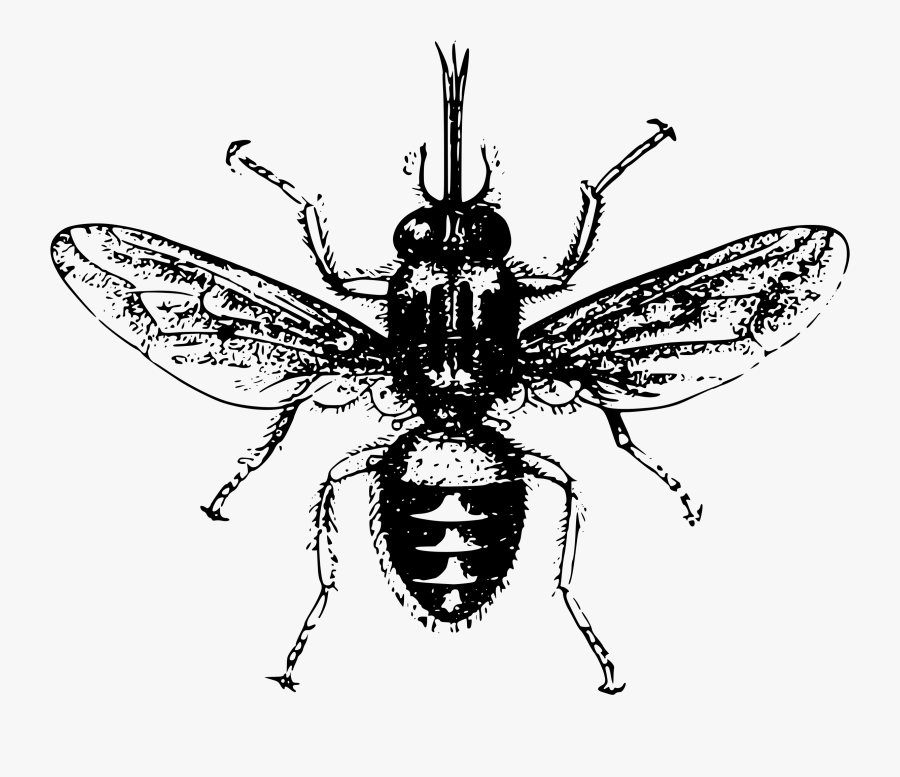 Flies Clipart Mosca - Tsetse Fly Transparent Background, Transparent Clipart
