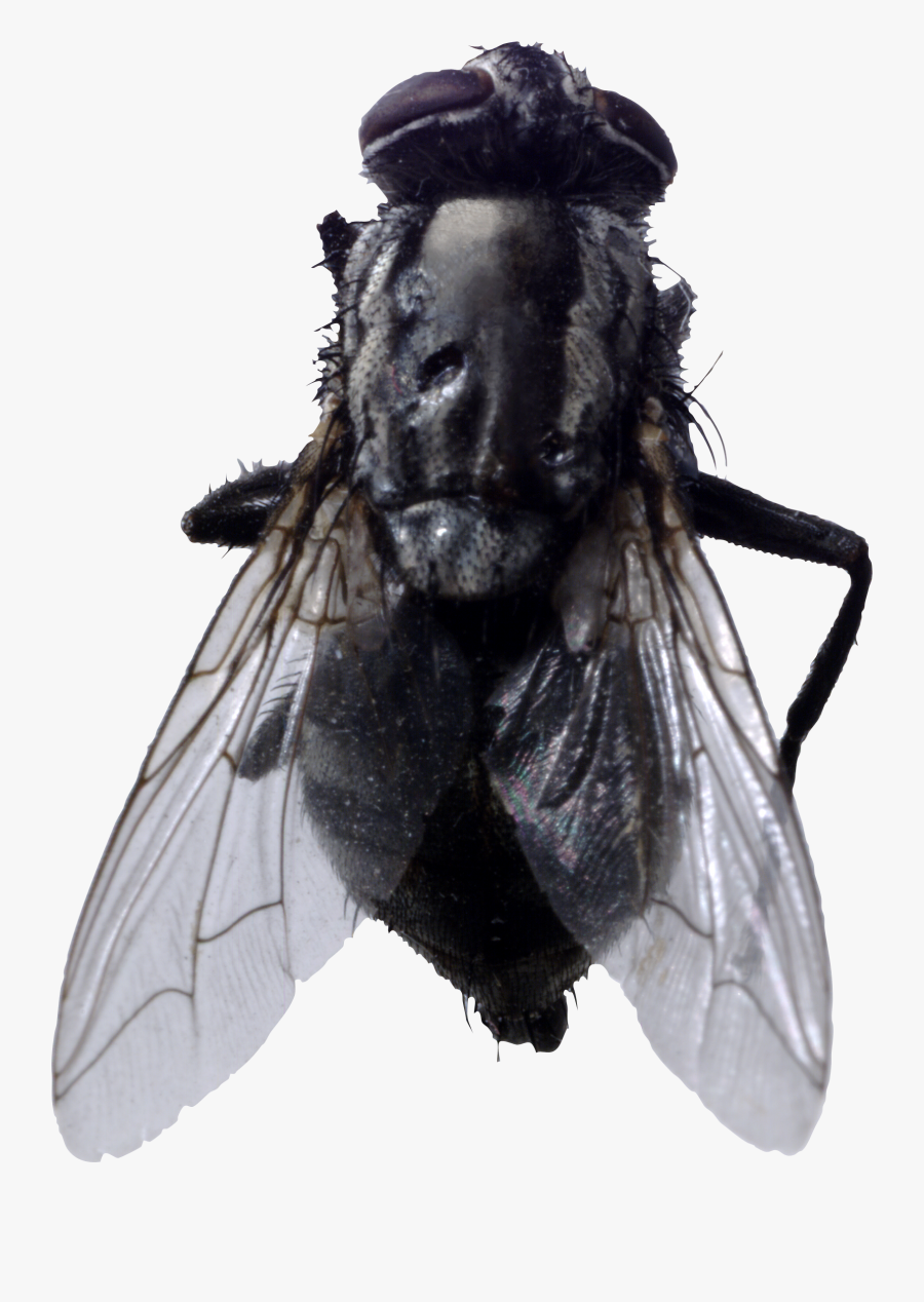 Fly Png Image - Flies Transparent Background, Transparent Clipart