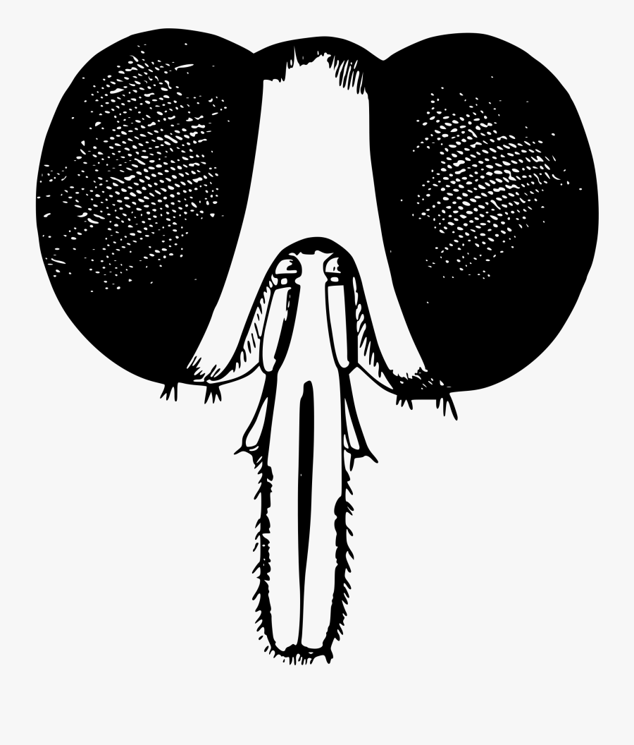 Vision Care,organ,monochrome Photography - Fly Head Png, Transparent Clipart