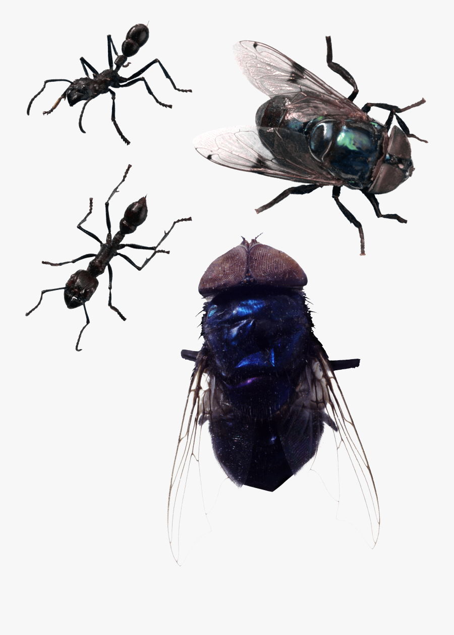 Fly Png Image, Transparent Clipart