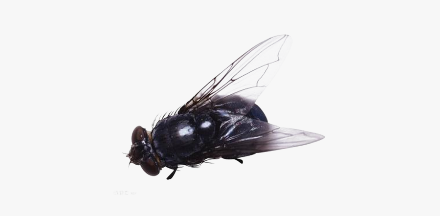 Flies Clipart House Fly - Fly No Background, Transparent Clipart