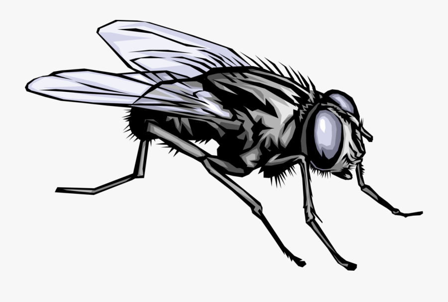 Clip Art Housefly Insect Image Illustration - Roles Of The Forensic Pathologist Forensic Entomologist, Transparent Clipart