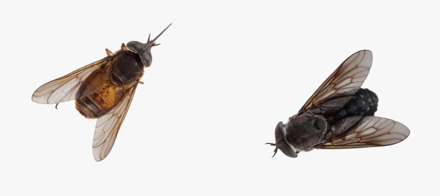 Black Horse Fly Png Pic - Flies In The Jungle, Transparent Clipart