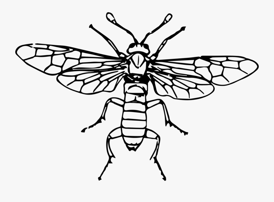 Fly,line Art,symmetry, Transparent Clipart