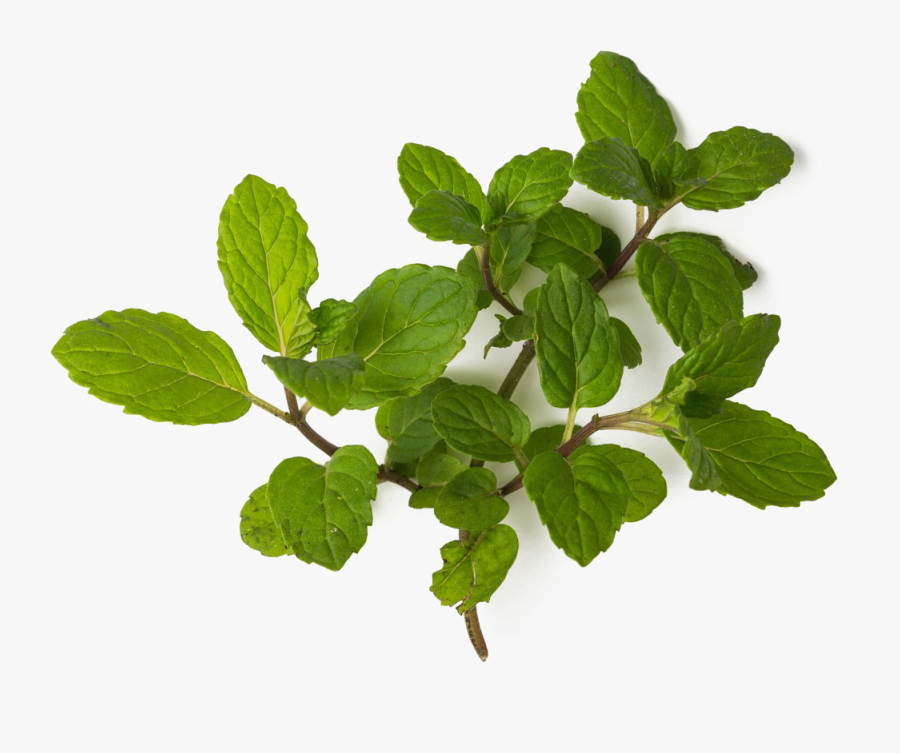 Mint Png Clipart Background - Lush Peppermint, Transparent Clipart
