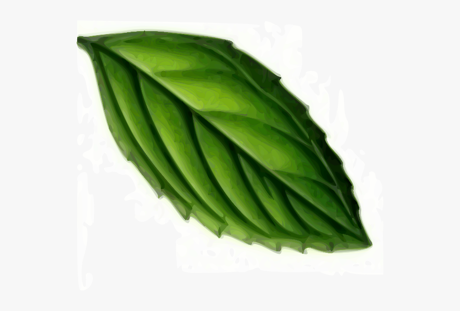 Plant,leaf,peppermint - Mint Leaf Clipart, Transparent Clipart