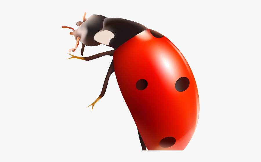 Transparent Background Ladybug Transparent, Transparent Clipart