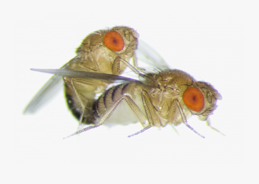 Clip Art Frisky Female Fruit Flies - Fruit Fly Close Up, Transparent Clipart
