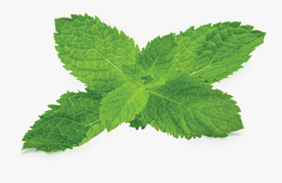Transparent Peppermint Clipart - Transparent Mint Leaf Png, Transparent Clipart