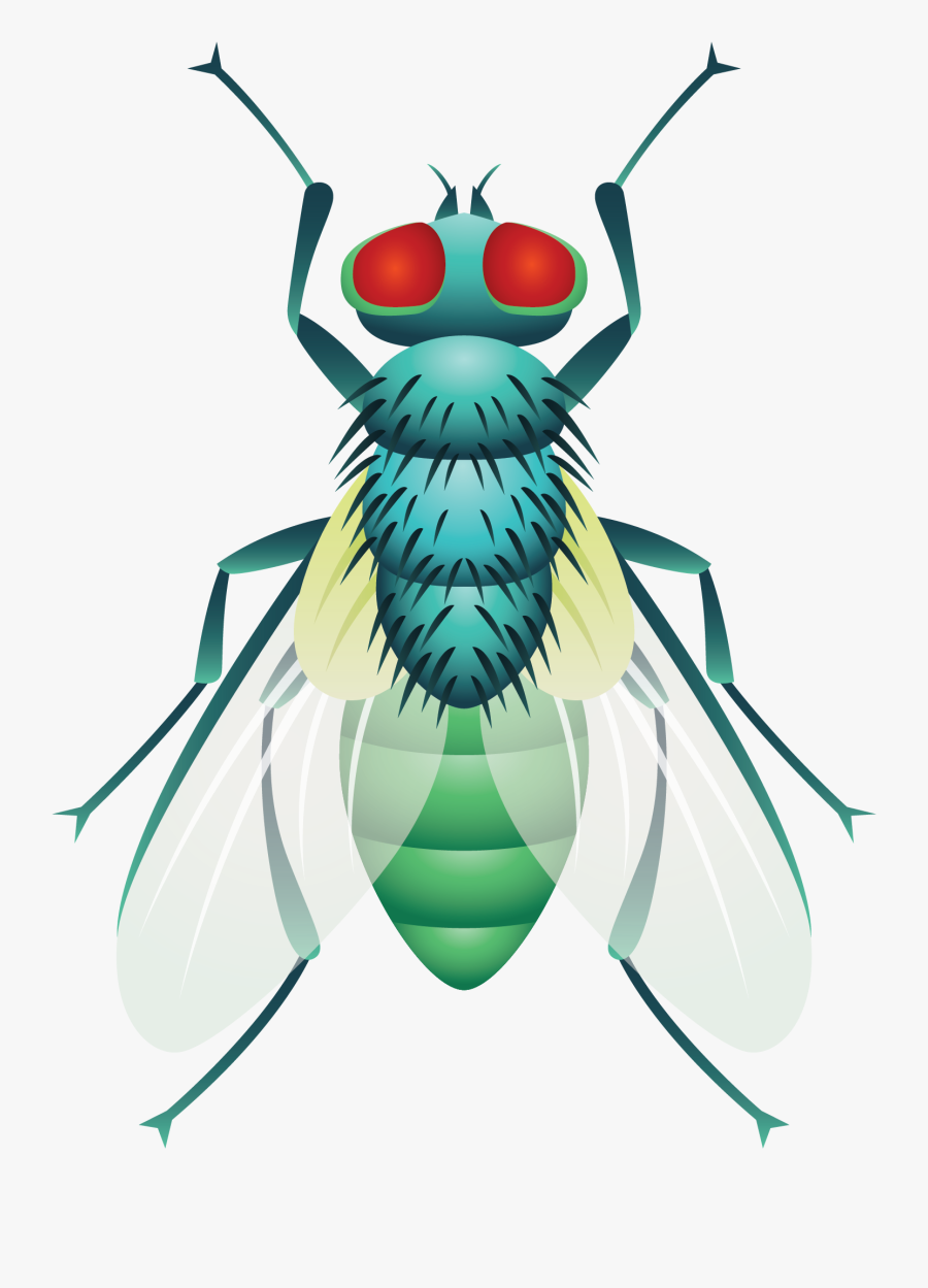 Beetle Cockroach Fly - 金龜子 卡通, Transparent Clipart