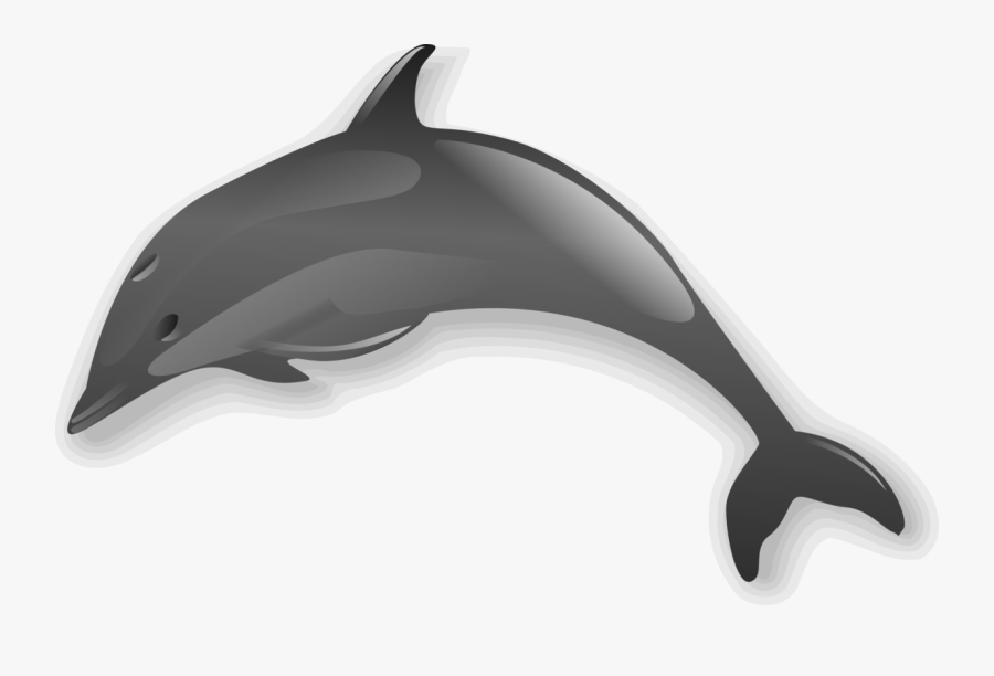 Short Beaked Common Dolphin,whales Dolphins And Porpoises,dolphin - Dolphin With No Background, Transparent Clipart