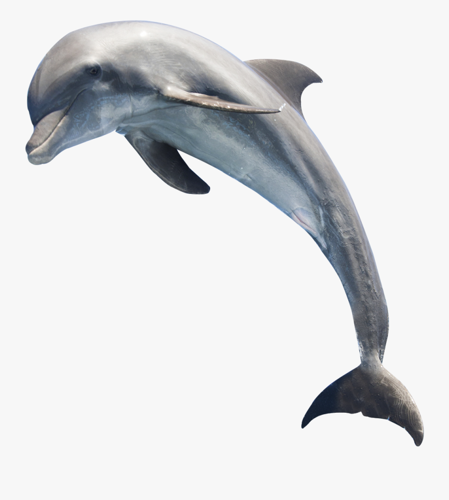 Dolphin Png, Transparent Clipart