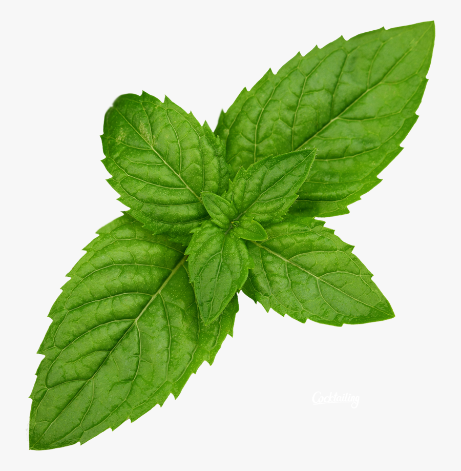 Mint Png Transparent Images - Applemint Png, Transparent Clipart